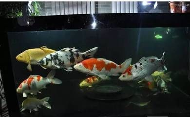 魚缸過濾器選購指南:自制魚缸過濾器魚缸上置過濾器對于養魚愛好者的必備知識 伊罕加熱棒好不好(伊罕加熱棒好不好用) 伊罕水族 伊罕加熱棒好不好(伊罕加熱棒好不好用) 伊罕加熱棒好不好(伊罕加熱棒好不好用) 伊罕水族
