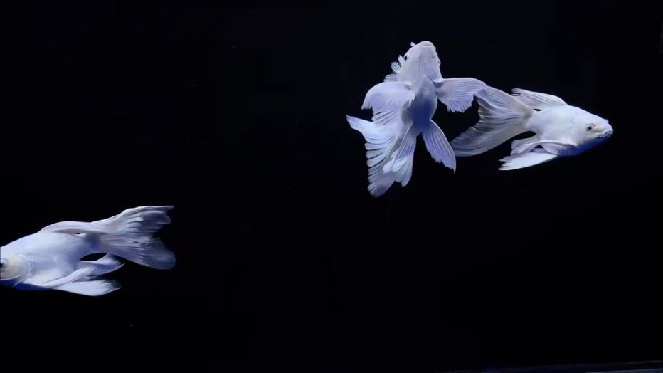 求推薦適合蝴蝶鯉的魚缸 求推薦適合蝴蝶鯉的魚缸 龍魚論壇