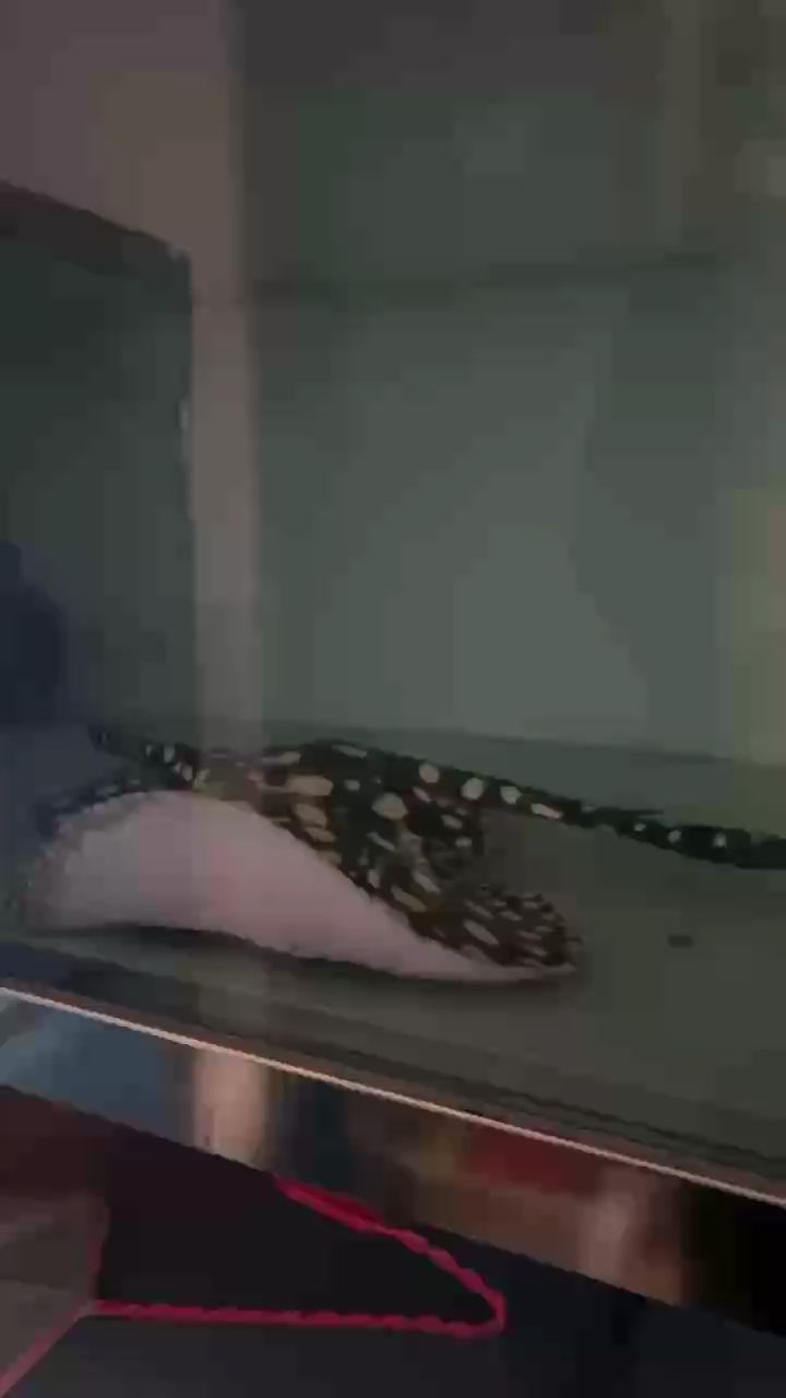 肥仔 肥仔 龍魚論壇