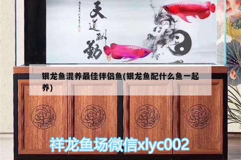 虎魚 銀龍魚混養最佳伴侶魚(銀龍魚配什么魚一起養) 銀龍魚百科 銀龍魚混養最佳伴侶魚(銀龍魚配什么魚一起養) 銀龍魚混養最佳伴侶魚(銀龍魚配什么魚一起養) 銀龍魚百科