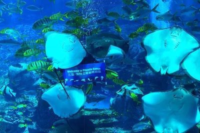 亞特蘭蒂斯水世界和水族館哪個好玩（亞特蘭蒂斯水世界和失落的空間水族館各有特點）