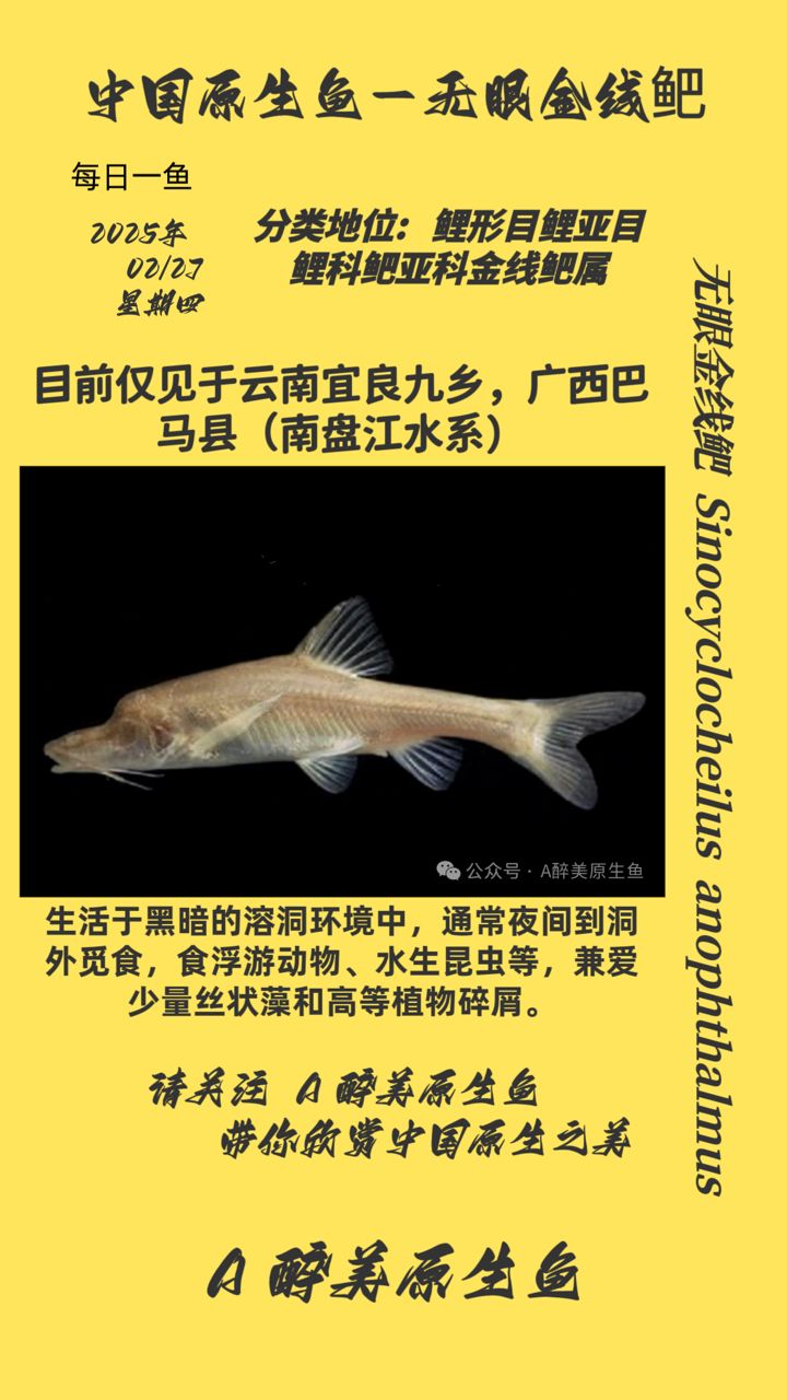 無眼金線鲃