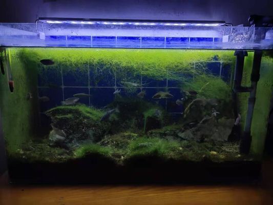 金龍魚魚缸要放多少鹽和水,金龍魚缸放鹽和水的量應根據水質狀況和金龍魚的需求來決定 魚缸百科 第4張 金龍魚魚缸要放多少鹽和水,金龍魚缸放鹽和水的量應根據水質狀況和金龍魚的需求來決定 金龍魚魚缸要放多少鹽和水,金龍魚缸放鹽和水的量應根據水質狀況和金龍魚的需求來決定 魚缸百科 第4張