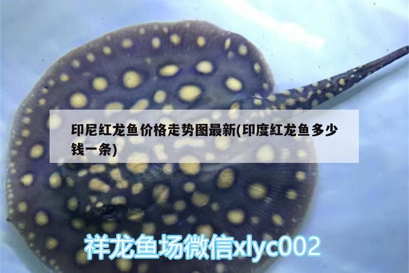 印尼紅龍魚價格走勢圖最新(印度紅龍魚多少錢一條)