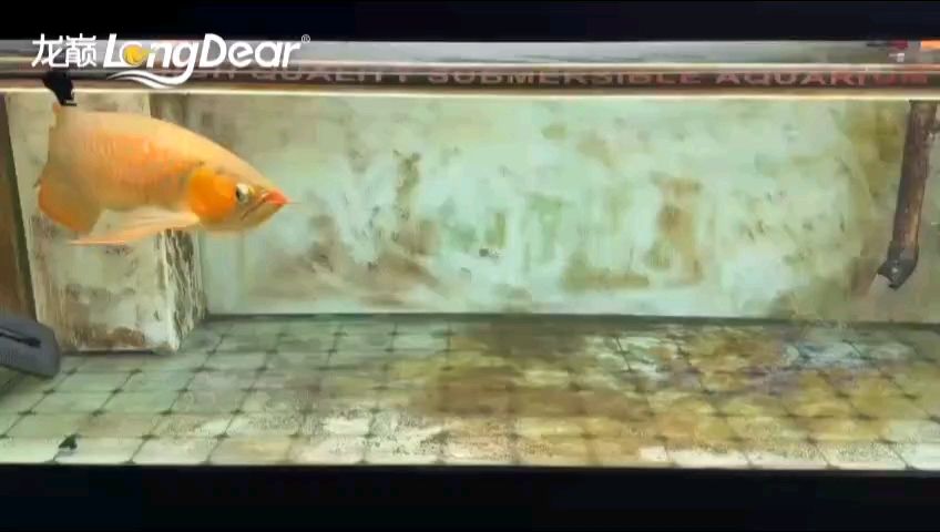 轉發715 轉發715 龍魚論壇 第1張