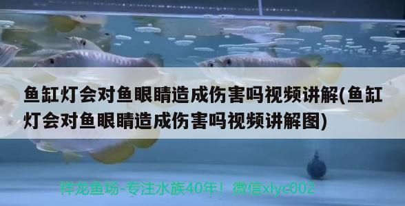 魚缸燈會(huì)對魚眼睛造成傷害嗎視頻講解(魚缸燈會(huì)對魚眼睛造成傷害嗎視頻講解圖)