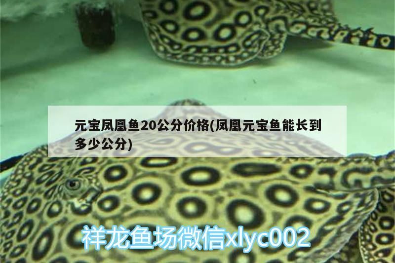 魚缸 元寶鳳凰魚20公分價(jià)格(鳳凰元寶魚能長(zhǎng)到多少公分) 元寶鳳凰魚百科 元寶鳳凰魚20公分價(jià)格(鳳凰元寶魚能長(zhǎng)到多少公分) 元寶鳳凰魚20公分價(jià)格(鳳凰元寶魚能長(zhǎng)到多少公分) 元寶鳳凰魚百科