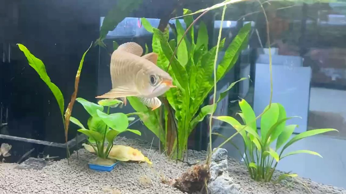 這是炮彈頭鯊魚嘴嗎？