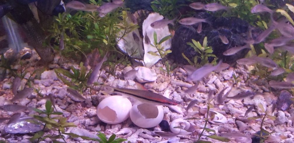 青島賣魚缸的地方在哪兒啊最近（ 青島賣觀賞魚的地方） 青島賣魚缸的地方在哪兒啊最近（ 青島賣觀賞魚的地方） 龍年龍魚