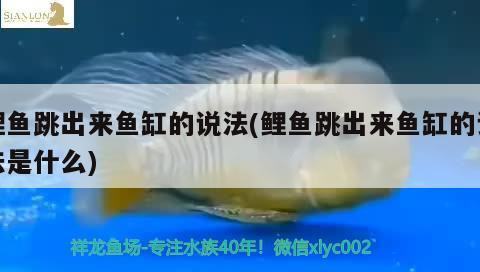 鯉魚跳出來魚缸的說法(鯉魚跳出來魚缸的說法是什么)
