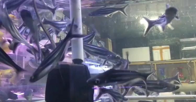 成吉思汗鯊魚缸小能不能養活（成吉思汗鯊的飼養方法） 成吉思汗鯊魚缸小能不能養活（成吉思汗鯊的飼養方法） yee