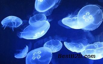 水族館開業活動方案怎么寫：水族館開業活動是一項重要事件