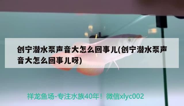 創寧潛水泵聲音大怎么回事兒(創寧潛水泵聲音大怎么回事兒呀)