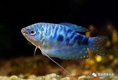 廣州水族批發市場買觀賞魚便宜嗎知乎(廣州水族批發市場如何選擇觀賞魚) 立達金龍魚 第4張 廣州水族批發市場買觀賞魚便宜嗎知乎(廣州水族批發市場如何選擇觀賞魚) 廣州水族批發市場買觀賞魚便宜嗎知乎(廣州水族批發市場如何選擇觀賞魚) 立達金龍魚 第4張