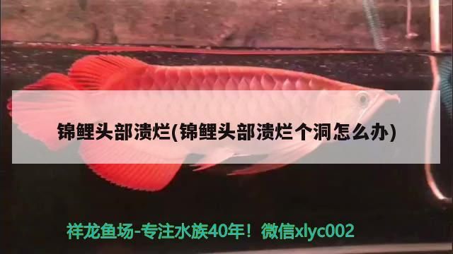 錦鯉頭部潰爛(錦鯉頭部潰爛個洞怎么辦)