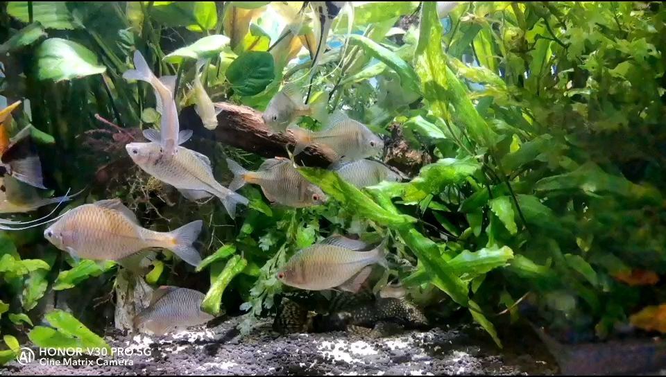 沉浸式看鳑鲏