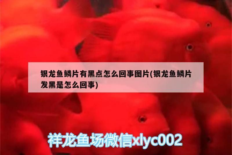 銀龍魚鱗片有黑點怎么回事圖片(銀龍魚鱗片發黑是怎么回事)