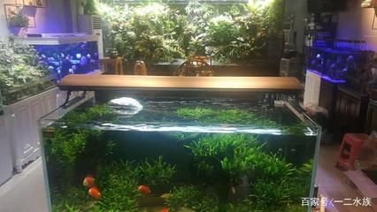 草缸觀賞魚視頻(草缸的美學欣賞分享一些美麗的草缸造景案例) 帝龍漁業 第1張 草缸觀賞魚視頻(草缸的美學欣賞分享一些美麗的草缸造景案例) 草缸觀賞魚視頻(草缸的美學欣賞分享一些美麗的草缸造景案例) 帝龍漁業 第1張