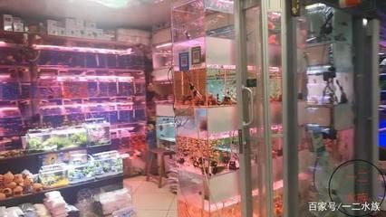 草缸觀賞魚視頻(草缸的美學欣賞分享一些美麗的草缸造景案例) 帝龍漁業 第3張 草缸觀賞魚視頻(草缸的美學欣賞分享一些美麗的草缸造景案例) 草缸觀賞魚視頻(草缸的美學欣賞分享一些美麗的草缸造景案例) 帝龍漁業 第3張