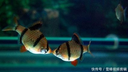 草缸觀賞魚視頻(草缸的美學欣賞分享一些美麗的草缸造景案例) 帝龍漁業 第4張 草缸觀賞魚視頻(草缸的美學欣賞分享一些美麗的草缸造景案例) 草缸觀賞魚視頻(草缸的美學欣賞分享一些美麗的草缸造景案例) 帝龍漁業 第4張