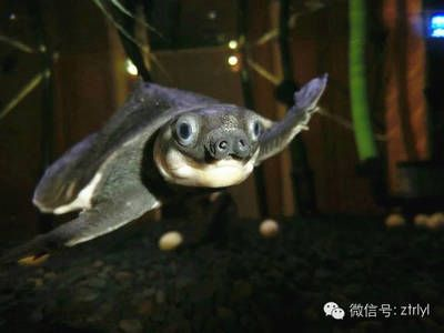 豬鼻龜交流群：豬鼻龜交流群可以為豬鼻龜愛好者可以為豬鼻龜愛好者提供一個交流 豬鼻龜交流群：豬鼻龜交流群可以為豬鼻龜愛好者可以為豬鼻龜愛好者提供一個交流 豬鼻龜百科 第3張
