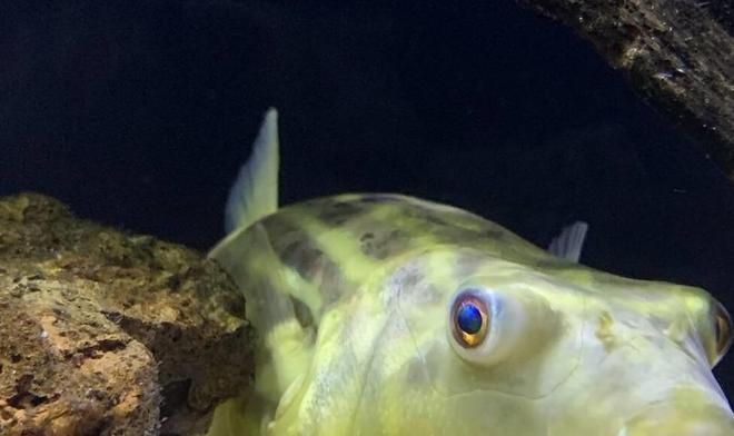 魚龍爛熳的正確解釋，一個被誤解的成語