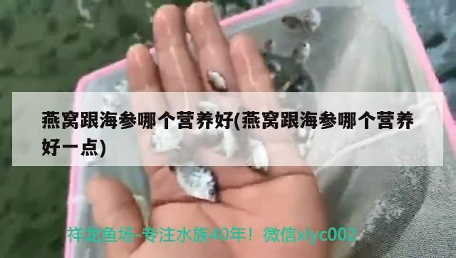 李亞四古典過背給餌 李亞四古典過背給餌 李亞四龍魚 第2張