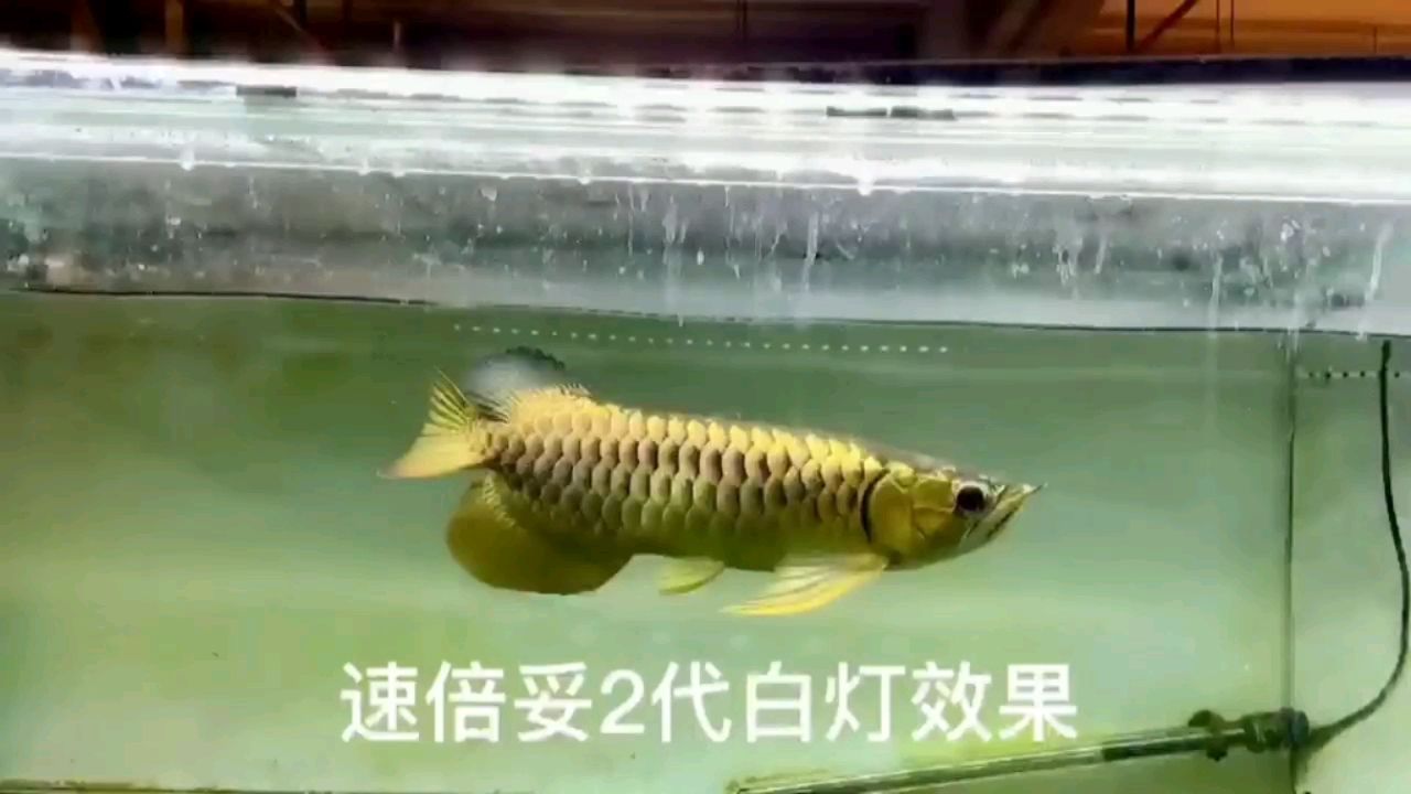 阜新魚缸市場位置圖大全（ 阜新觀賞魚交易市場）