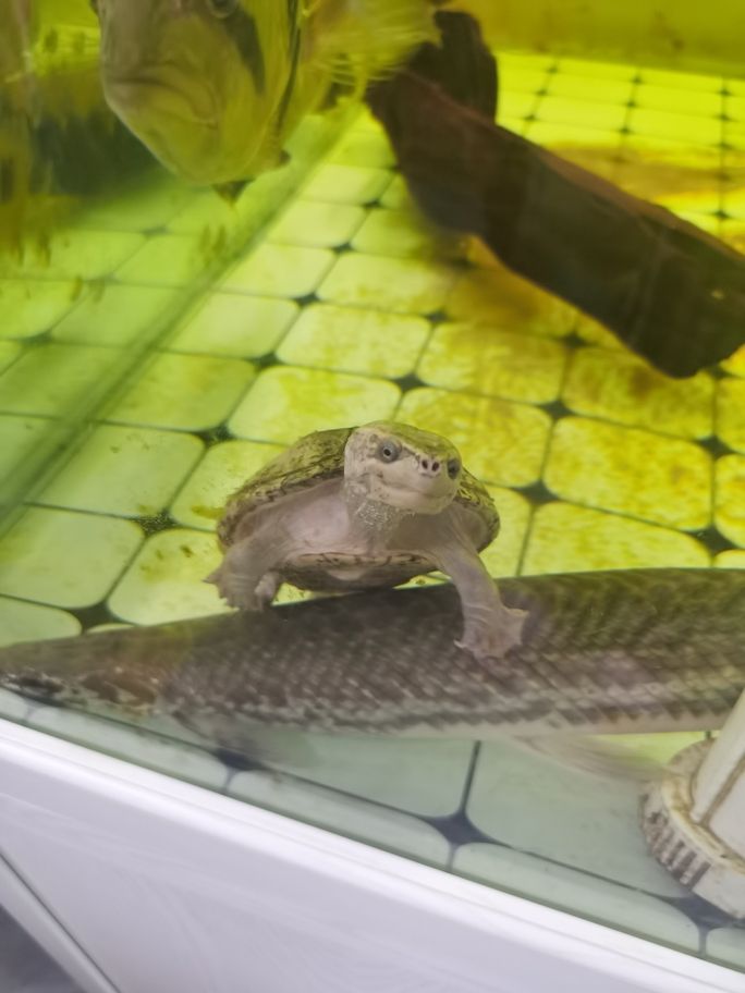 霸氣小烏龜
