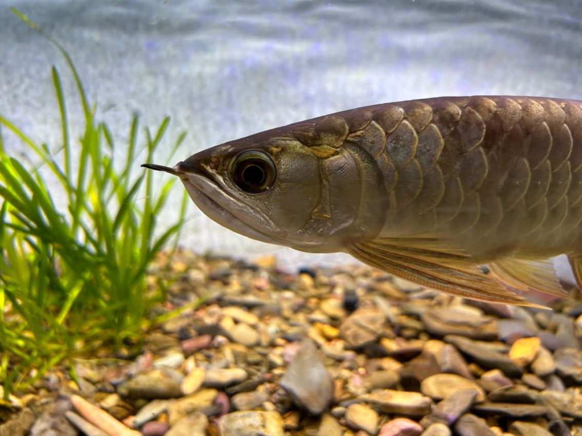 小龍魚買回來發現有點兜嘴，怎么能調整回來