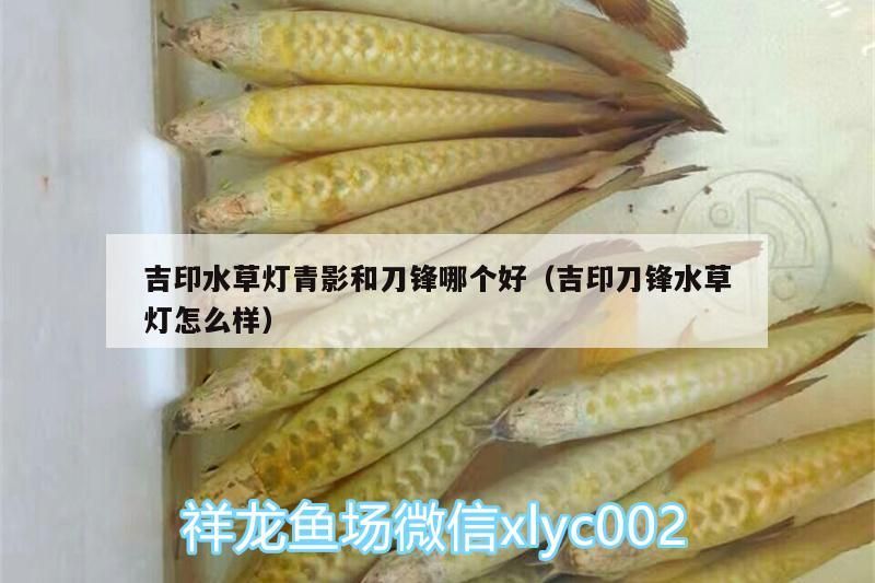 吉印水草燈青影和刀鋒哪個好（吉印刀鋒水草燈怎么樣） 吉印水草燈青影和刀鋒哪個好（吉印刀鋒水草燈怎么樣） 吉印水族