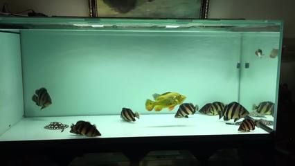 金龍魚混養(yǎng)的最佳數(shù)量是多少：金龍魚混養(yǎng)的最佳數(shù)量并沒有一個固定標準，取決于多個因素