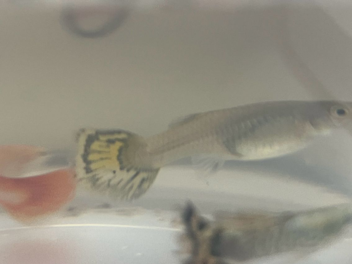 新手養(yǎng)魚,求大佬幫忙看看 龍魚論壇 第2張 新手養(yǎng)魚,求大佬幫忙看看 新手養(yǎng)魚,求大佬幫忙看看 龍魚論壇 第2張