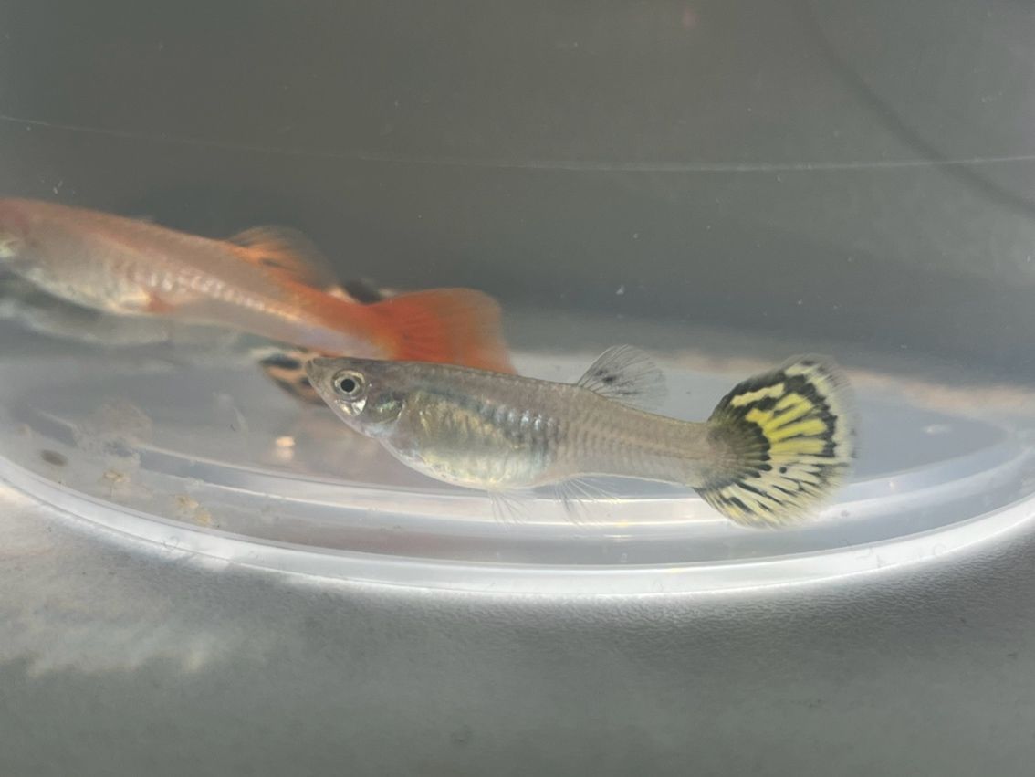 新手養(yǎng)魚,求大佬幫忙看看 龍魚論壇 第3張 新手養(yǎng)魚,求大佬幫忙看看 新手養(yǎng)魚,求大佬幫忙看看 龍魚論壇 第3張
