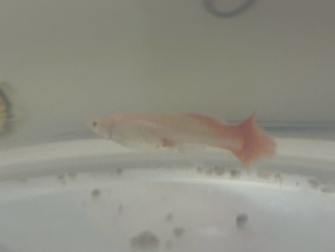 新手養(yǎng)魚,求大佬幫忙看看 龍魚論壇 第4張 新手養(yǎng)魚,求大佬幫忙看看 新手養(yǎng)魚,求大佬幫忙看看 龍魚論壇 第4張
