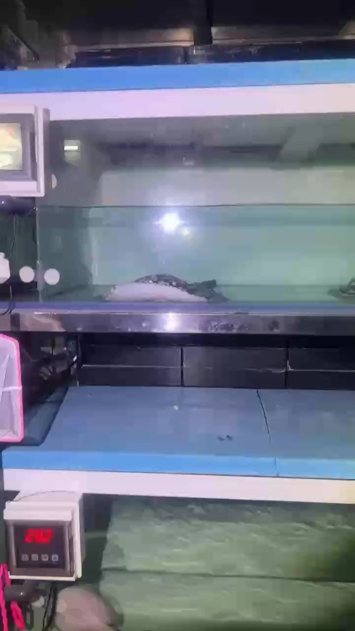 分享 龍魚論壇 分享 分享 龍魚論壇