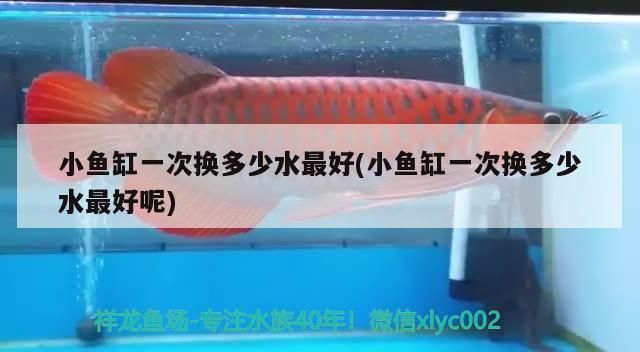 小魚缸一次換多少水最好(小魚缸一次換多少水最好呢)