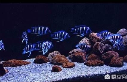 光特億黑白棋淡海水魚缸過濾材料培菌細菌屋殺菌凈水過濾球濾材 光特億黑白棋淡海水魚缸過濾材料培菌細菌屋殺菌凈水過濾球濾材 光特億