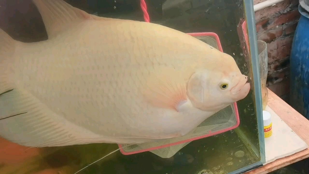 52-53厘米大寬體招財