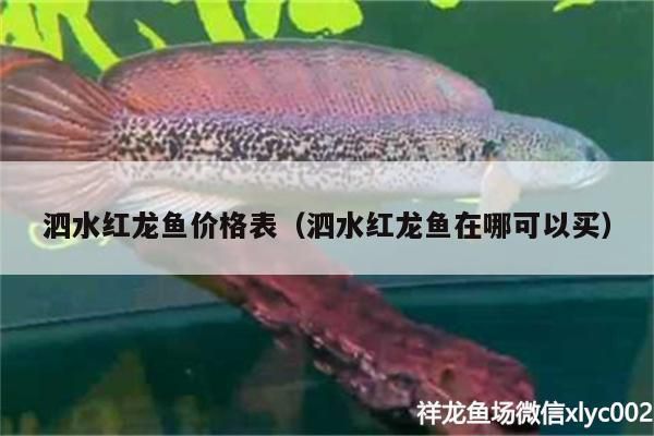 泗水紅龍魚價格表（泗水紅龍魚在哪可以買） 泗水紅龍魚價格表（泗水紅龍魚在哪可以買） 泗水龍魚