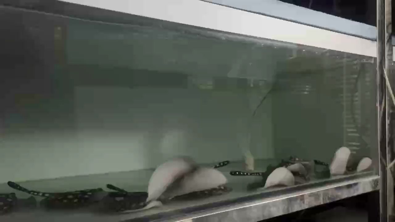 感受下養(yǎng)魟魚(yú)的樂(lè)趣 感受下養(yǎng)魟魚(yú)的樂(lè)趣 龍魚(yú)論壇