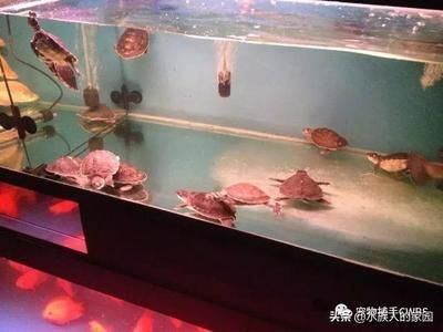 豬鼻龜飼養全攻略：豬鼻龜的飼養指南
