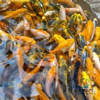 蝴蝶錦鯉價格表（蝴蝶錦鯉價格參考）