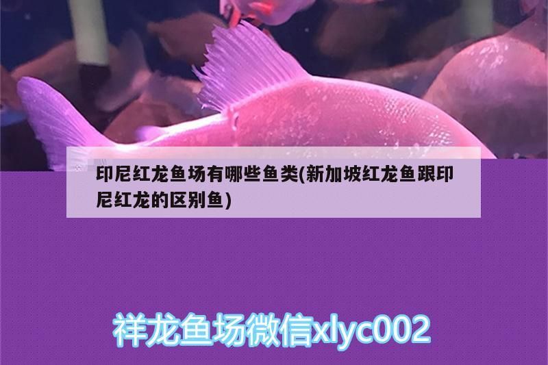 青龍魚 印尼紅龍魚場(chǎng)有哪些魚類(新加坡紅龍魚跟印尼紅龍的區(qū)別魚) 紅龍魚百科 印尼紅龍魚場(chǎng)有哪些魚類(新加坡紅龍魚跟印尼紅龍的區(qū)別魚) 印尼紅龍魚場(chǎng)有哪些魚類(新加坡紅龍魚跟印尼紅龍的區(qū)別魚) 紅龍魚百科