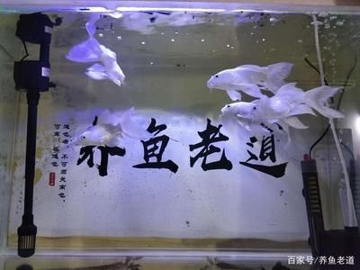 20厘米的魚缸：20厘米的魚缸適合養10條小型熱帶魚，養殖數量會有所不同