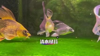 20厘米的魚缸：20厘米的魚缸適合養10條小型熱帶魚，養殖數量會有所不同