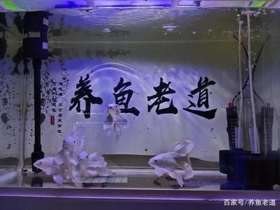 20厘米的魚缸：20厘米的魚缸適合養10條小型熱帶魚，養殖數量會有所不同