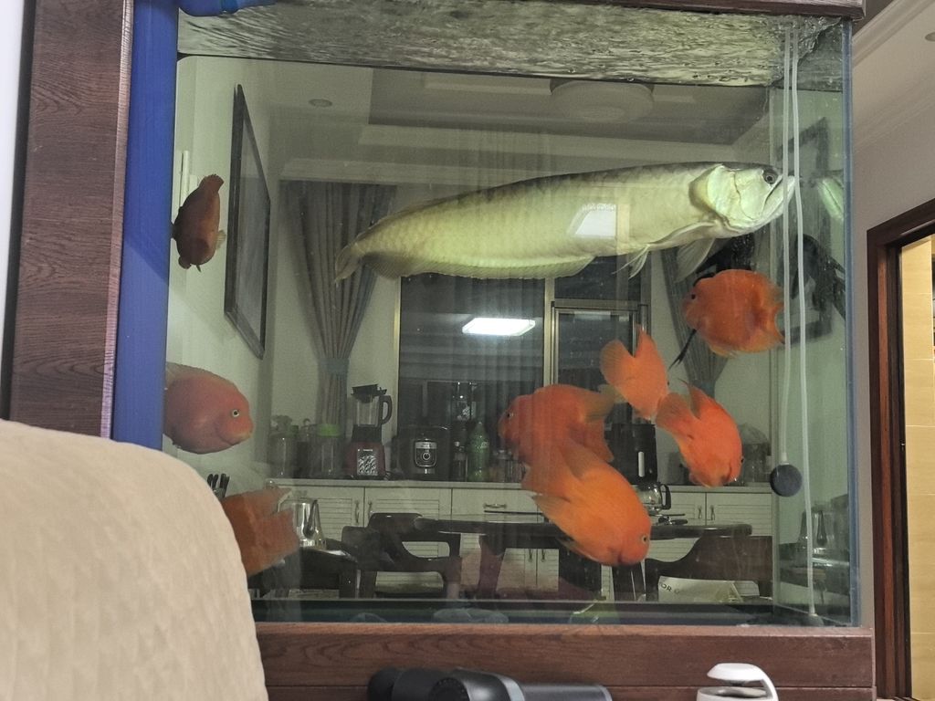 打卡賞魚