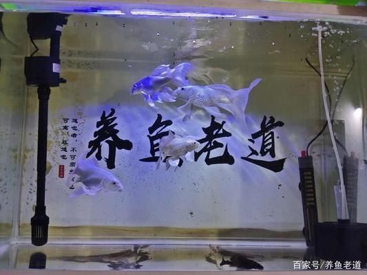 魚龍混雜，正確答案的動物