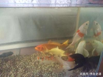 804545的魚缸能養(yǎng)幾條錦鯉：21篇錦鯉魚缸飼養(yǎng)建議錦鯉魚缸養(yǎng)幾條錦鯉魚缸養(yǎng)幾條最好